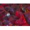 Skytech 5 LB BAG OF GL-RED GLASS - GL-RED